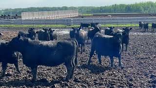 6U Cattle Company - 810# Heifers - 79 Head (Manning, AB)