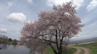 ４Ｋ 2017年桜　米沢の千歳桜から見える水辺の桜 福島県会津美里町　４月22日撮影　C0093