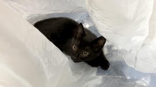 子猫、ビニール袋に閉じ込められました