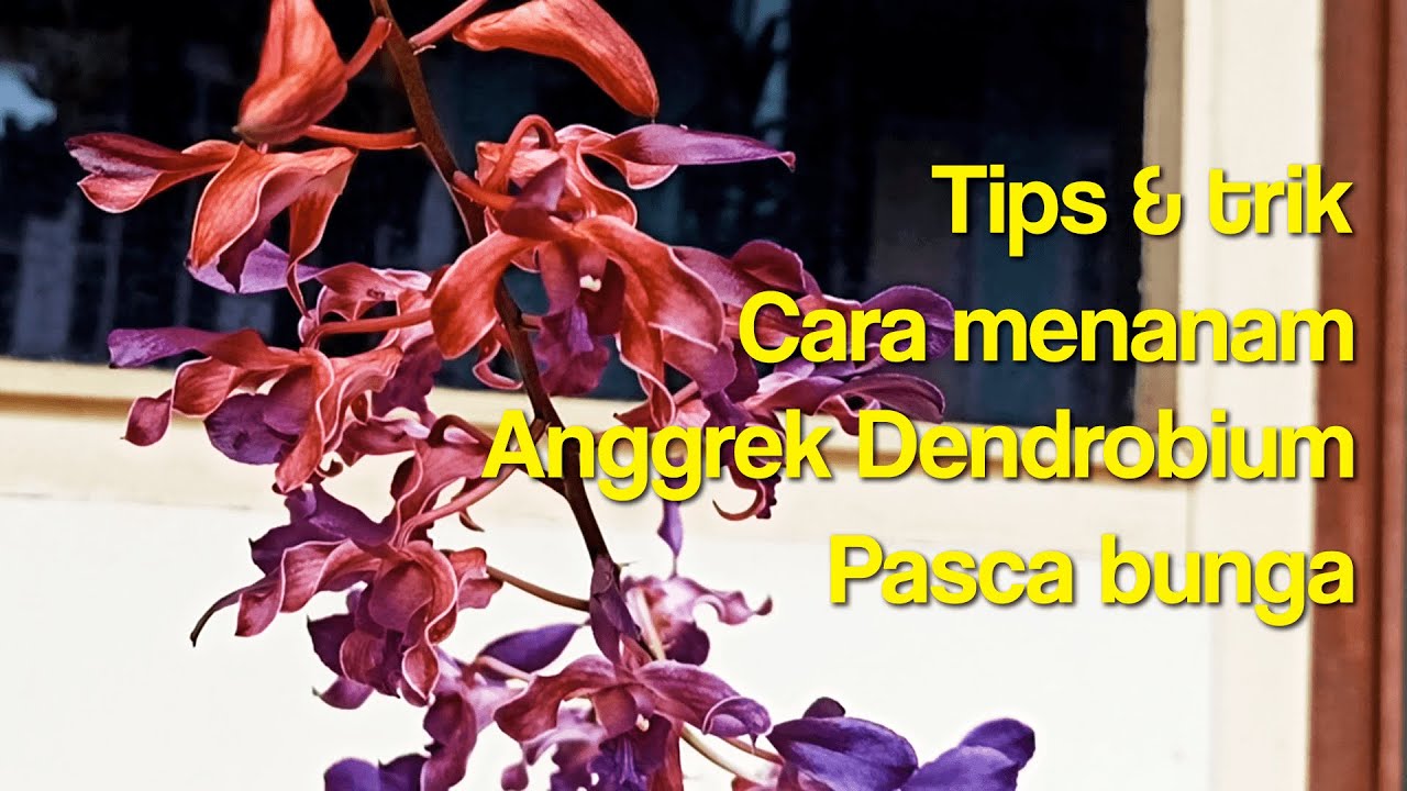 Cara Menanam Anggrek Dendrobium Pasca Bunga - YouTube