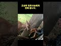 operation to rescue a baby deer stuck in a fence❗❗❗🦌😱 shorts animal