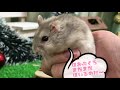 《ハムスター／ジャンガリアン》メリークリスマス！サンタさんからのクリスマスプレゼントにハムスターが大喜び！ merry christmas santa presents to hamster