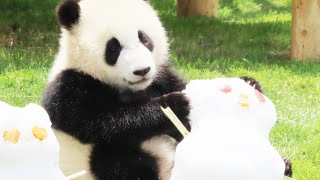 【彩浜スペシャル】 彩浜生後9か月🐼 2019年5月10日撮影 彩浜、雪遊びが楽しい🐼