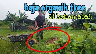 [Episod1297] sambil² bela ayam dapat baja organik free untuk pokok di kebun