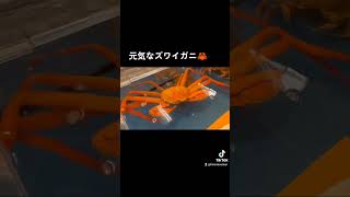 紅ズワイガニ入荷ですっ！元気いっぱい🦀 #函館朝市 #蟹