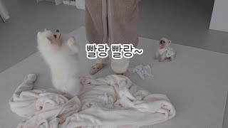 시골 강아지가 산책하다 고라니를 만났어요! 그날 밤 루디의 잠꼬대ㅋㅋㅋ