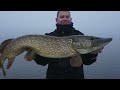 insane 15kg monsterpike caught while deadbait fishing in the netherlands