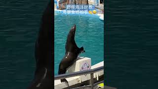 野柳海洋世界 ｜海獅會拍拍手👏😆