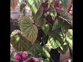 begonia lovers making cuttings from my huge begonia oldemor 21 augustus 2020