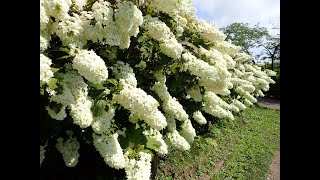 水戸「保和苑」で開催中のアジサイ祭り