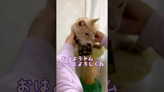 【猫和尚】寝不足の理由をブツブツ #猫 #猫動画 #猫和尚