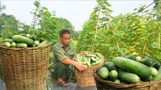 Taking care of the banana garden, cassava garden, harvesting cucumbers, Lulu dog