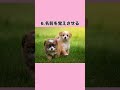 犬の躾のコツ 犬 雑学 いぬ 柴犬 かわいい