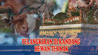 Pelangkiran Di Kandang Hewan Ternak/Hewan Peliharaan