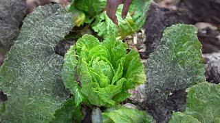 I can't finish eating the cabbage in the field. I picked some and made spicy cabbage, but it's too