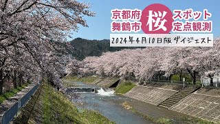 2024年4月10日版 舞鶴市桜スポット定点観測ダイジェスト