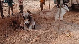 రైతు అనంతలక్ష్మి గారి నాలుగు పళ్ళు కొడెలు కుంచనపల్లి పందెంలో