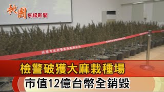 桃園有線新聞20221117-檢警破獲大麻栽種場 市價超過12億台幣