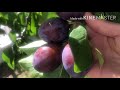 เมียฝรั่งพาเก็บลูกพลุน plum ดกและใหญ่เวอร์ปีนี้