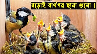 রামগাংরা পাখির জীবন কাহিনী | Bird Story - 18 | The Life Story Of Tit Bird | টিট  পাখির গল্প |Jactok