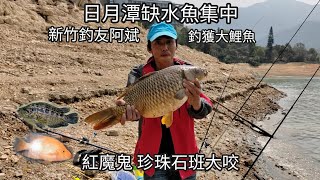 日月潭缺水魚集中，中大鯉魚，紅魔鬼和珍珠石大咬。（第四十三集）