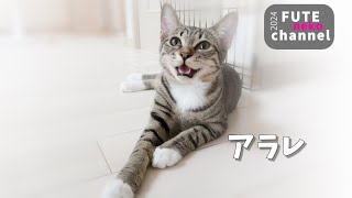 アラレ隊長　卒業【保護子猫】