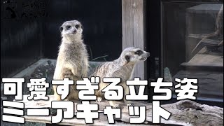 立つだけで可愛い！　ミーアキャット　上野動物園 2021/11/10 Meerkat UENO ZOO IN TOKYO