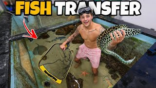 Moving ALL My SALTWATER FISH into the Shark Pond!!