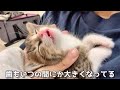 【保護猫】ママに甘えていた子猫が睡魔に負けて豪快に寝落ちしました