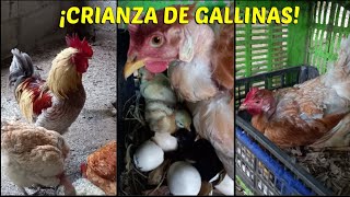 Crianza de GALLINAS CRIOLLAS, INDIAS en corrales de forma PRODUCTIVA y ECONÓMICA # Chicken