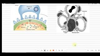 Glomerular diseases introduction