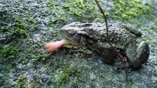 獲物を捕らえるナガレヒキガエル（日中）