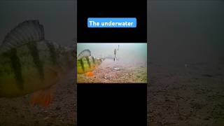 Ice fishing for Perch and Walleye with an underwater camera. #fishing  #underwatercamera #shorts