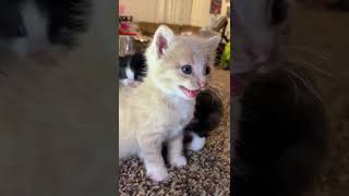 Kitten meows. (Play this to make your cat go crazy)