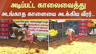 Alanganallur Jallikattu 2023 | அடிப்பட்ட காலைவைத்து அடங்காத காளையை அடக்கிய வீரர்.. | Sun News