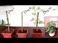 Grow curry leaf plant from cuttings | कढ़ी-पत्ते का पौधा गमले में लगाएं ( with update )