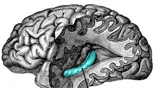 Hippocampus | Wikipedia audio article