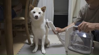 話題のペット用掃除機で柴犬を数分吸ってみたら取れすぎて毛量がやばかった…汗【ZOING】