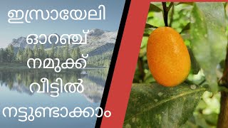 Israeli Orange വീട്ടിൽ നട്ടു വർത്തിയാലൊ കേരളത്തിൽ നന്നായി വളരും 2022