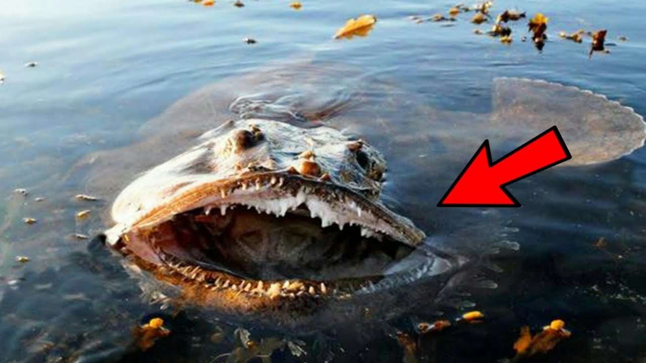 The 30 Deadliest Animals On Planet Earth Best Life The 30 Deadliest Animals On Planet Earth Best Life