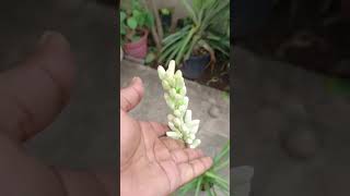 Tube Rose Plant | Rajnigandha Flower Plant #youtubeshorts #viral #shorts #rajnigandha