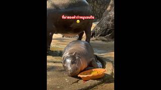 ง่วงก็นอนเถอะหมูเด้ง  ที่มาของคำว่าหมูนอนกิน #หมูเด้ง #ฮิปโปแคระ  #animals #funny #คลายเครียด