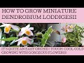 How to grow and care for the miniature orchid Dendrobium loddigesii.