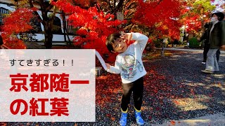 【京都イチの紅葉】名所「永観堂」の紅葉が美し過ぎた☆約3,000本のカエデを誇る紅葉スポットでキッズも感動！永観堂（禅林寺）の見どころ満載☆　しーくんチャンネル