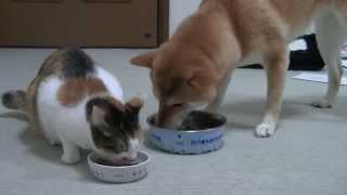 ご飯待ちでそわそわ  Shiba Inu HAYACHAN waiting for Dinner