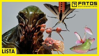 7 insetos que parecem alienígenas