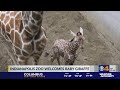 Indianapolis Zoo welcomes baby giraffe