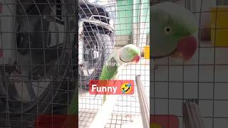 @krishik6549 #viralvideofunnyparrot#মজার কথা বলা টিয়া পাখি।