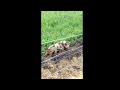 noisy kune kune piglets and electric fence