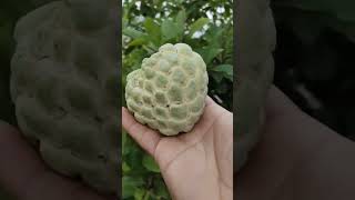 #sitafal #custardapple #agriculture #trending #short #viral